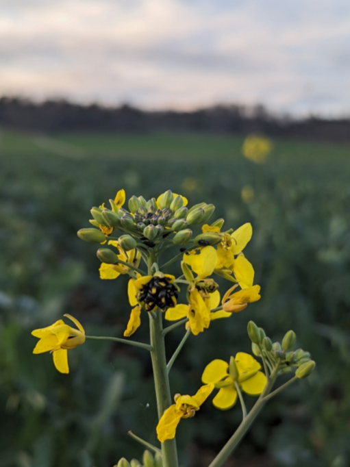 Colza fleur meligethe