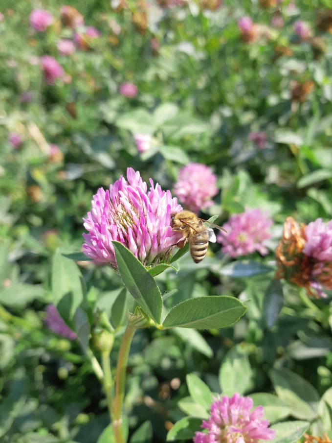 abeille et trèfle. photo Vanessa Ménétrier
