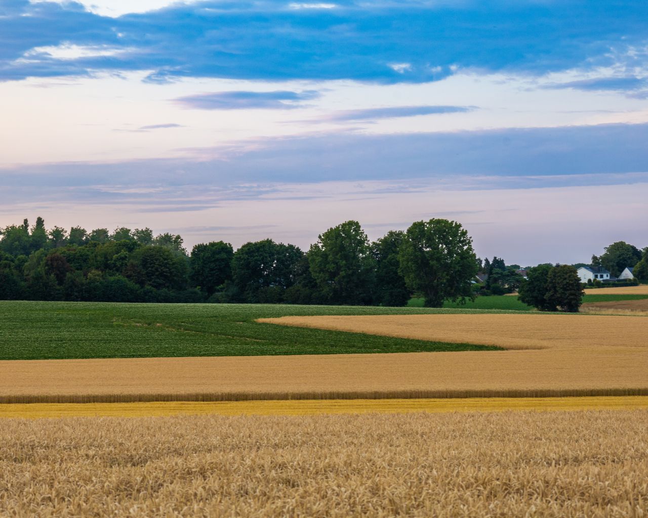 Expansive view of wheat fields and trees under a serene sky, capturing rural tranquility at sunset.